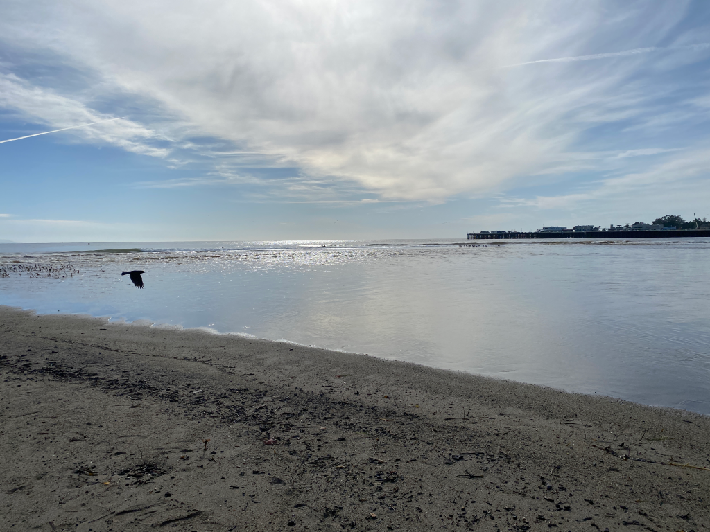 View of the ocean from the beach. The water is glassy and reflective. A bird is silhoutted against the water.